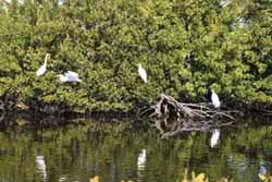 Egrets