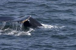 Whale tail