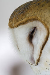 barn owl