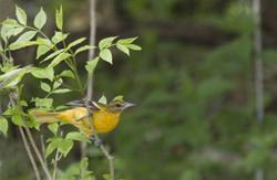 oriole