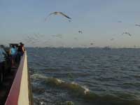 gulls2.jpg (109976 bytes)